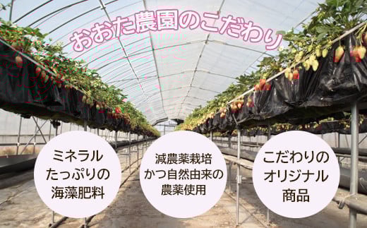 【先行予約】鳥取県産 いちご　約150g×6パック