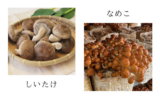 【3回定期便】オーガニックきのこ 5種 定期便