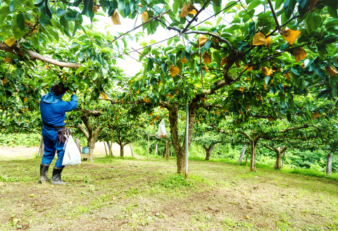 プレミアム新甘泉　5kg前後