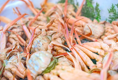 【活き】訳あり足折れご自宅用　日本海産親ガニ（セコガ二） 6枚