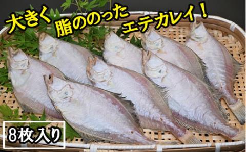 境港産一夜干しかれい（8枚）