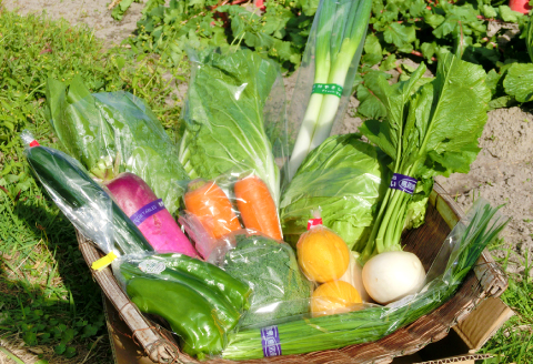 新鮮朝採れ野菜　お手頃セット【 新鮮野菜 6~8種類 季節 旬 野菜 果物 詰め合せ 国産 おまかせ ミニセット 葉物 根菜 冷蔵 野菜室 加工品 鳥取県産 季節限定 山菜 加工品】