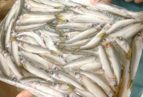 日野川育ちの「夏香鮎」小鮎（約10㎝）瞬間冷凍 1kg