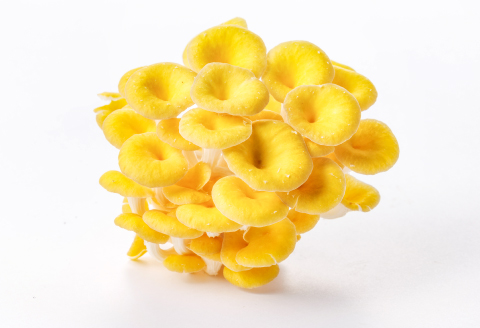 オーガニックたもぎたけ3Pと万脳だしセット【きのこ 3パック 出汁 1袋 調味料 だし 味噌汁 和食 洋風 料理 野菜 オーガニック 黄色い傘】