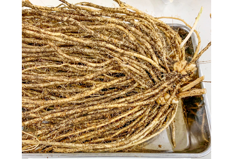 きのこの廃菌床で育てたアスパラガス１年苗【家庭菜園 苗 アスパラガス ウェルカム 多年草】