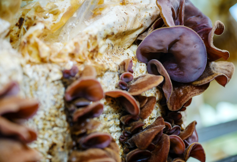 おうちで楽しむ　きくらげ栽培キット　きのこっ家【きのこ きくらげ 木耳 栽培 キット 菌床 1個】