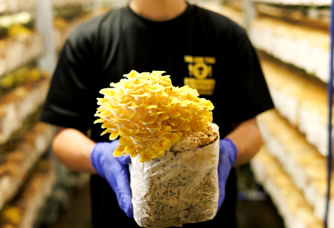 おうちで楽しむ たもぎたけ栽培キット きのこっ家【きのこ たもぎたけ タモギタケ 栽培 キット 菌床 1個 鳥取県 日吉津村】