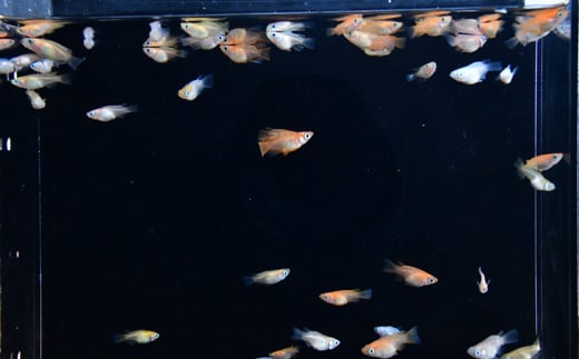 メダカ厳選おまかせセット