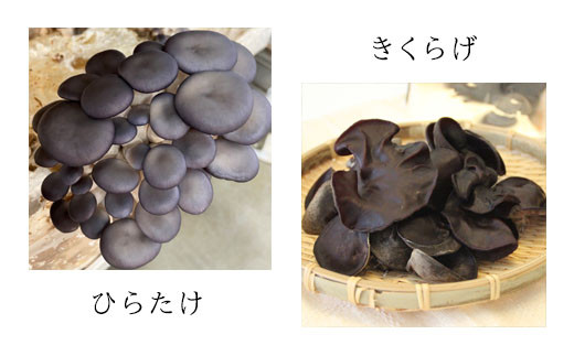 【3回定期便】オーガニックきのこ 5種 定期便