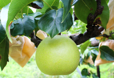 二十世紀梨　秀4kg