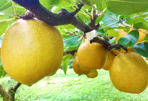 プレミアム王秋梨　5kg