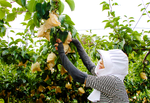 二十世紀梨と新甘泉のセット　3kg