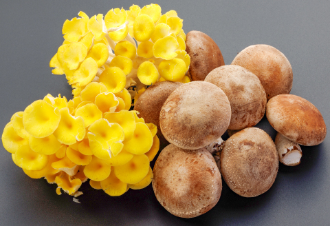 鳥取県産「伯耆のきのこ」のオーガニックたもぎたけを使用した【万脳だし】3袋セット【調味料 出汁 だし 味噌汁 和食 洋風 料理】