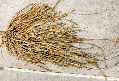 きのこの廃菌床で育てたアスパラガス１年苗【家庭菜園 苗 アスパラガス ウェルカム 多年草】