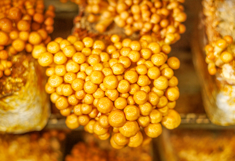 プロが厳選！オーガニックきのこ３種盛り(1kg)【しいたけ きくらげ ひらたけ たもぎたけ なめこ 黒あわびたけ やまぶしたけ おまかせ 厳選】