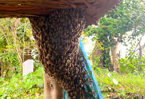 みつろうハンドクリーム5種セット（10g×5個）