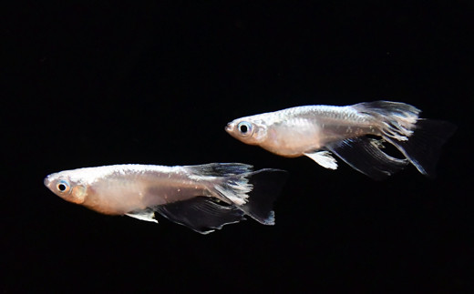 メダカ厳選おまかせセット