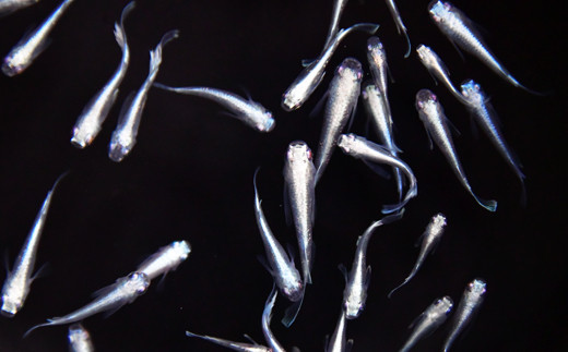 メダカ　マリアージュ　2ペア【メダカ めだか オス メス ペア 4匹 マリアージュ セット ペット 鳥取県 日吉津村】