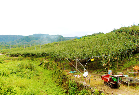 二十世紀梨　秀5kg前後