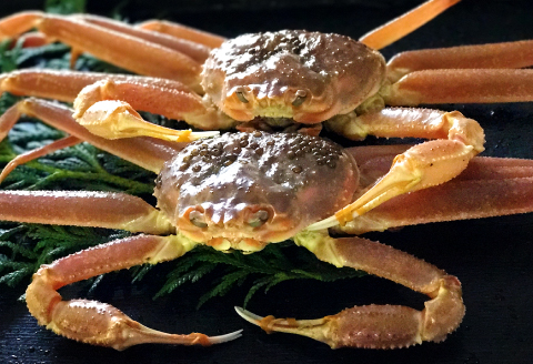 【活き】ご自宅用松葉ガニ　大　２枚