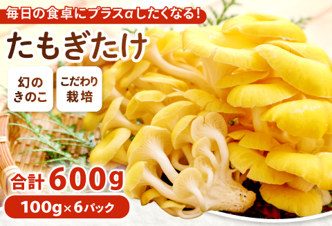オーガニック菌床たもぎたけ6パック【タモギ茸 きのこ たもぎ茸 キノコ セット 茸 詰め合わせ たもぎたけ タモギタケ エルゴチオネイン だし 出汁】