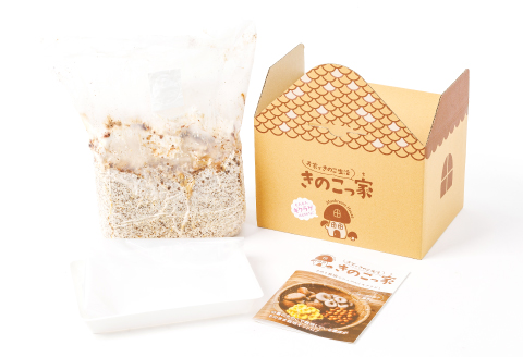 おうちで楽しむ　きくらげ栽培キット　きのこっ家【きのこ きくらげ 木耳 栽培 キット 菌床 1個】