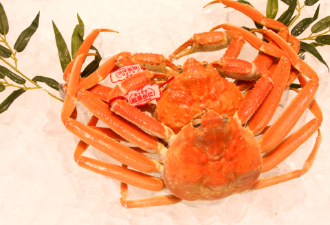 鳥取県産 タグ付き松葉ガニ 800g以上 2枚