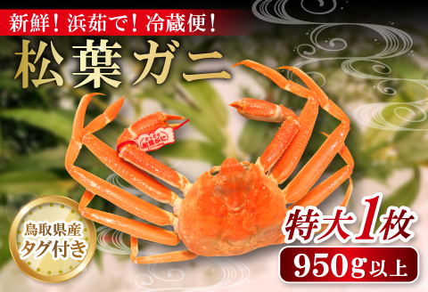 鳥取県産 タグ付き松葉ガニ 特大