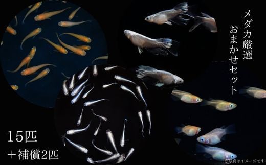 メダカ厳選おまかせセット