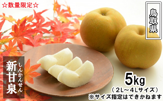 鳥取県産 新甘泉梨　5kg