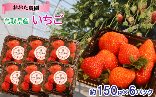 【先行予約】鳥取県産 いちご　約150g×6パック