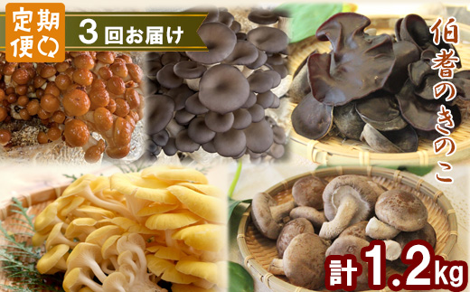 【3回定期便】オーガニックきのこ 5種 定期便