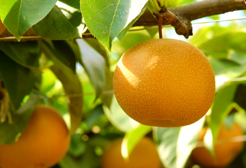 プレミアム新甘泉　5kg前後