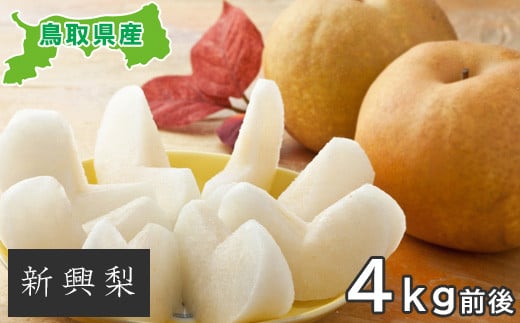 新興梨　4kg