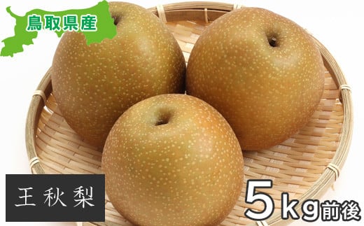 プレミアム王秋梨　5kg