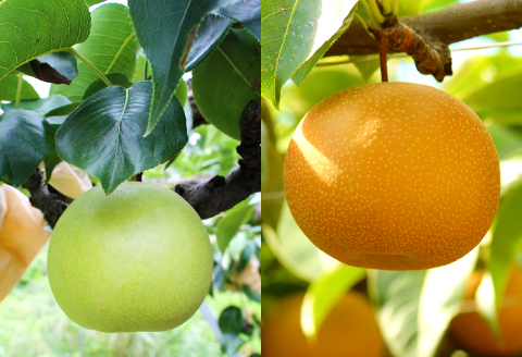 二十世紀梨と新甘泉のセット　3kg