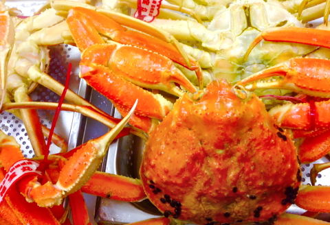 【蒸し】タグ付き松葉ガニ 大 2枚 【松葉ガニ 松葉がに 松葉蟹 まつばがに かに カニ 冷蔵 チルド ブランド ズワイガニ 蒸し ボイル タグ付き 国産 季節限定 お取り寄せ お祝い 鳥取県 日吉津村 日本海】