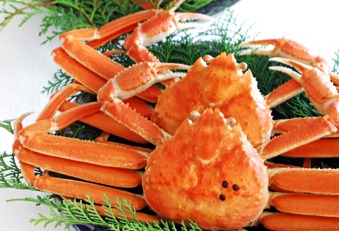 【蒸し】ご自宅用松葉ガニ 大 2枚【松葉ガニ 松葉がに 松葉蟹 まつばがに かに カニ 冷蔵 チルド ブランド ズワイガニ 蒸し ボイル 自宅用 国産 季節限定 お取り寄せ 鳥取県 日吉津村 日本海】