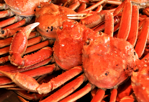 【蒸し】訳あり足折れ松葉ガニ 1.5kg前後 【訳あり 松葉ガニ 松葉がに 松葉蟹 まつばがに かに カニ 冷蔵 チルド ブランド ズワイガニ 蒸し ボイル 足折れ 自宅用 国産 季節限定 お取り寄せ 鳥取県 日吉津村 日本海】