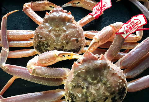 【活き】タグ付き松葉ガニ　大　１枚