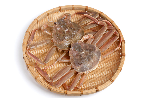 【活き】訳あり足折れご自宅用　日本海産親ガニ（セコガ二） 6枚