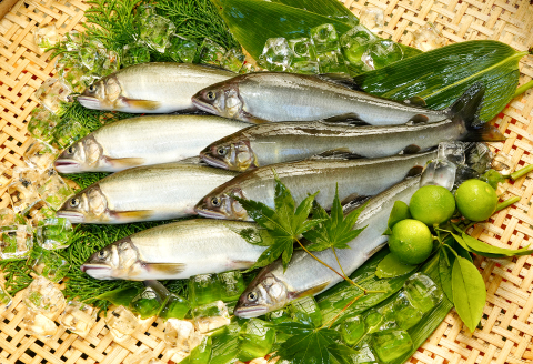 日野川育ちの「夏香鮎」瞬間冷凍1kg(約12～14尾）【鮎 冷凍 1kg 国産 アユ あゆ 魚 魚介 海鮮 養殖 川魚 塩焼き 甘露煮 煮凝り 素揚げ 天ぷら 鳥取県 日吉津村 日野川 日本海】