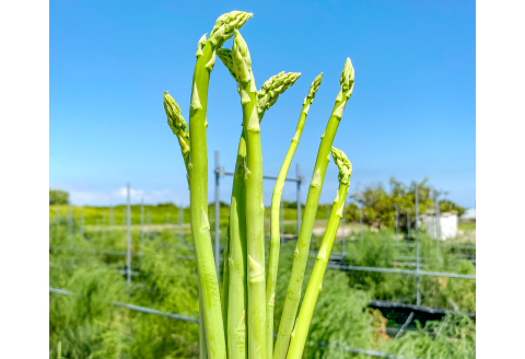 きのこの廃菌床で育てたアスパラガス１年苗【家庭菜園 苗 アスパラガス ウェルカム 多年草】