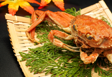 【蒸し】訳あり足折れご自宅用　日本海産親ガニ（セコガ二）6枚