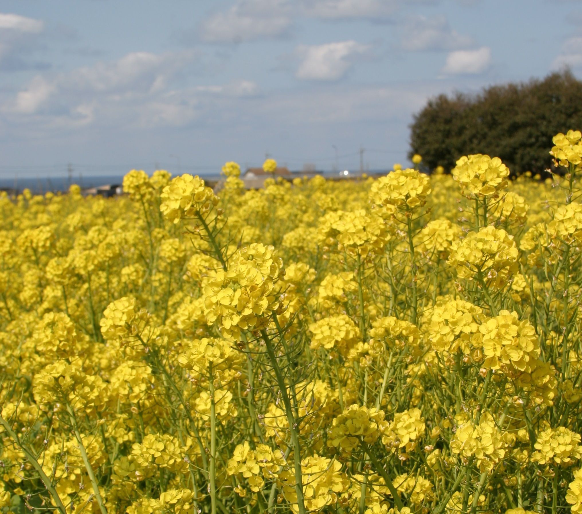MS-78養蜂農家さんの蜂蜜（６００ｇ）