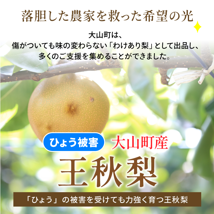 DS-27【訳あり梨】「ひょう」の被害を受けても力強く育つ王秋梨