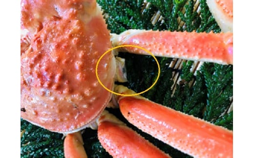 OM-31　訳あり足1本折れボイル松葉ガニ（600～700gを1枚）【土日到着限定】【11月中旬以降発送】