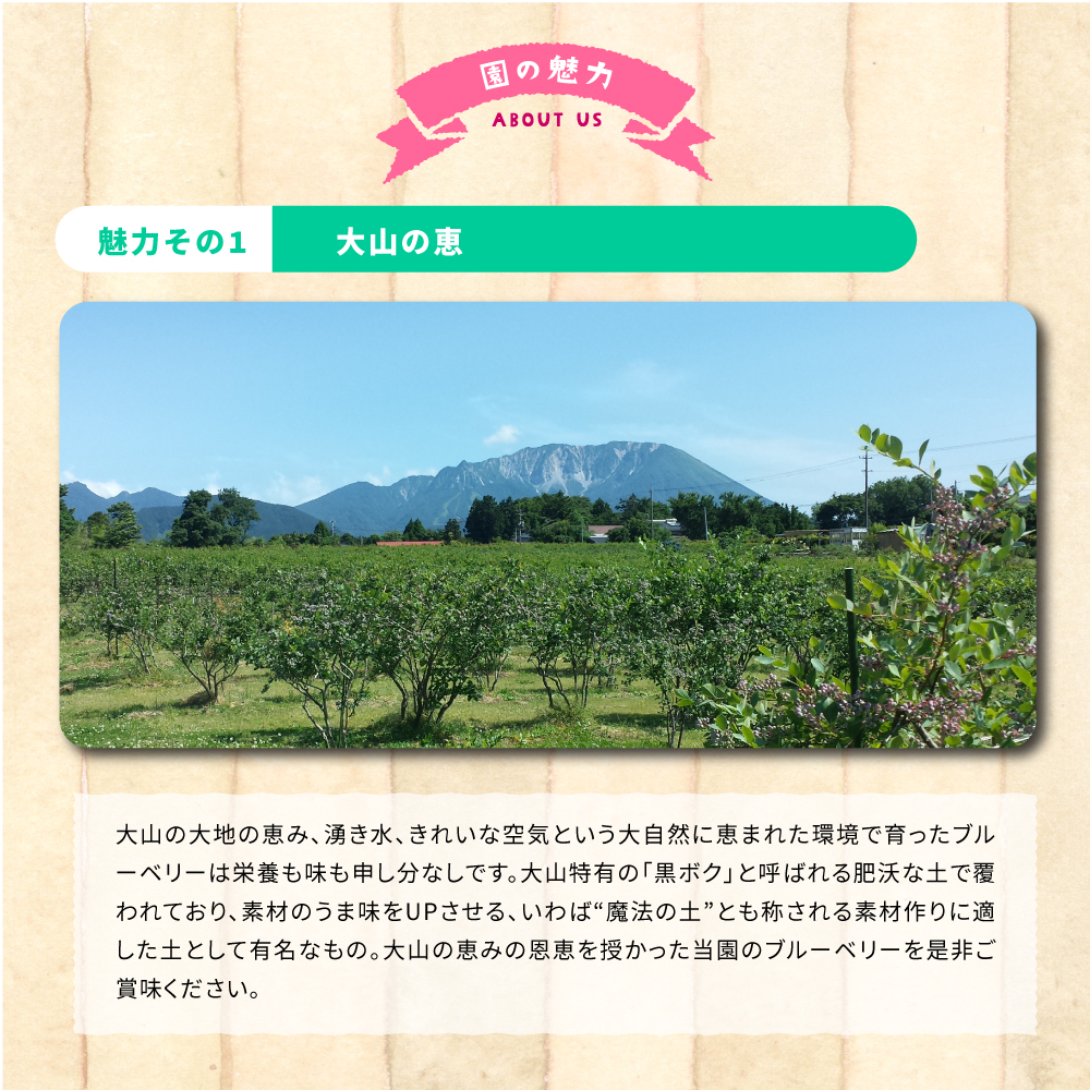 KB-01　【期間限定】大山のめぐみ摘みたてブルーベリー　1250ｇ