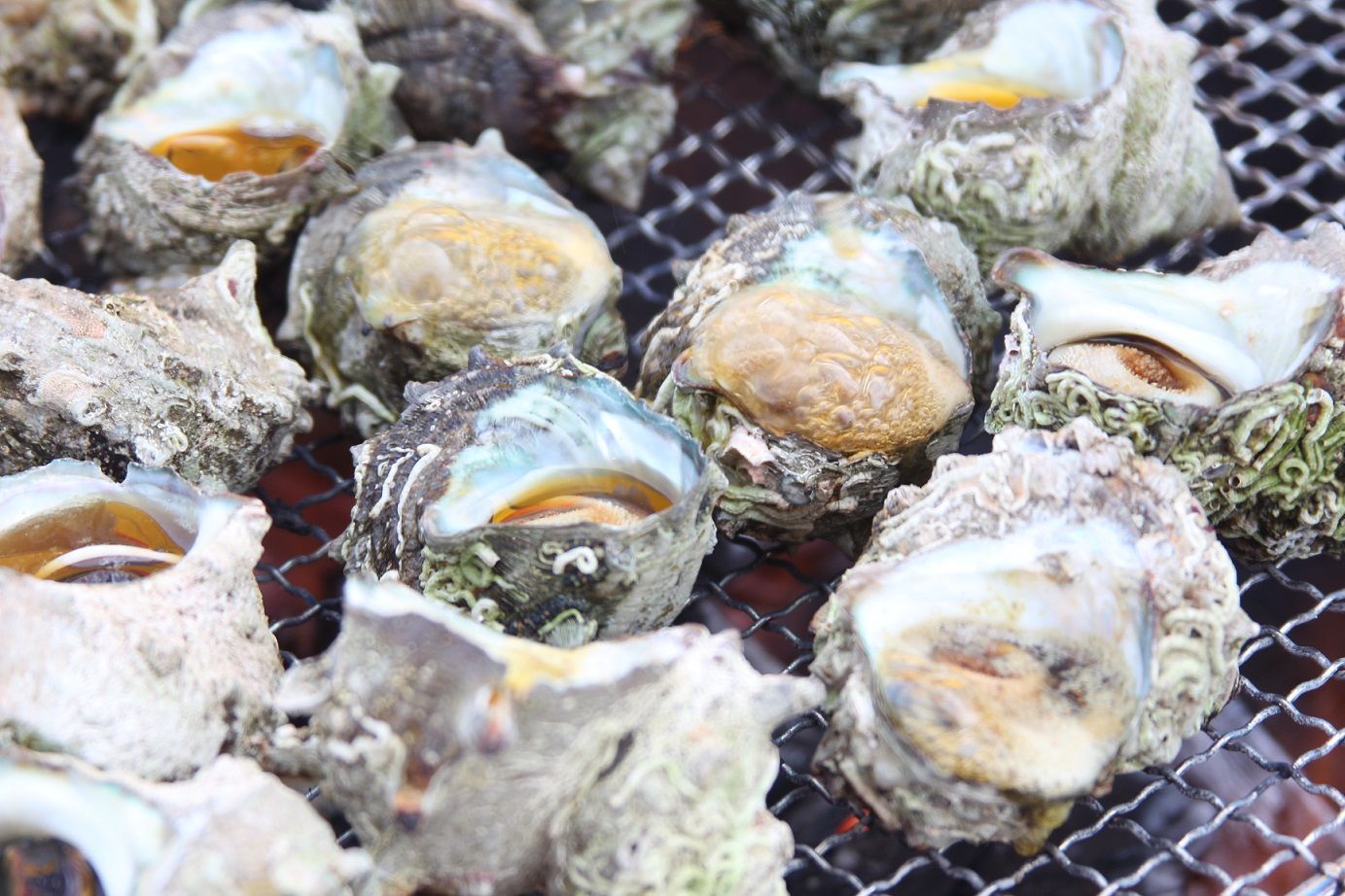 OM-08サザエ約１．５ｋｇ