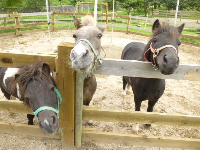 DJ-02大山乗馬センター割引券（３０００円分）